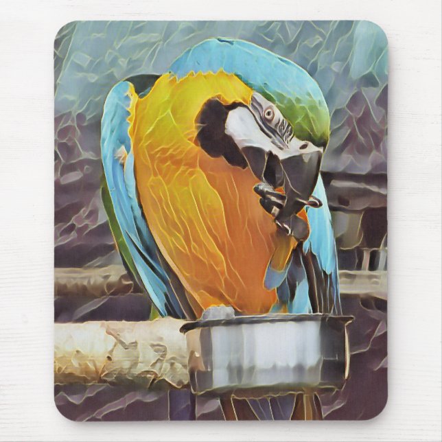 CUTE MACAW MUSMATTA (Framsidan)