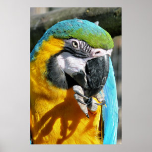 CUTE MACAW POSTER