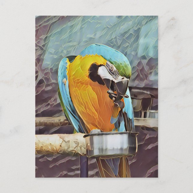CUTE MACAW VYKORT (Framsida)