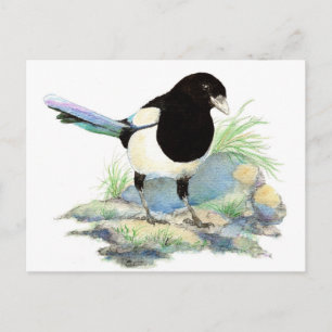 Cute Magpie  - Watercolor Bird Vykort