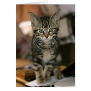 Cute Maine Coon Brown Tabby Kitten, katt Hälsningskort