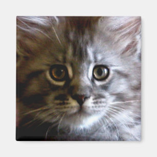 Cute Maine Coon Kitten Ansikte magnet