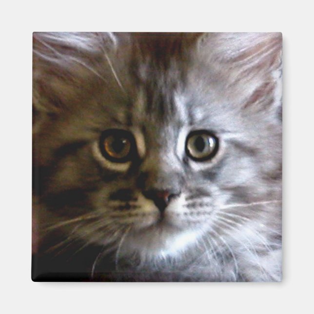 Cute Maine Coon Kitten Ansikte magnet (Framsidan)