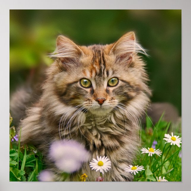 Cute Maine Coon Kitten Cat Animal Photo Poster (Framsidan)