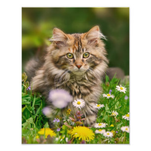 Cute Maine Coon Kitten Cat in a Flowery Meadow - Fototryck