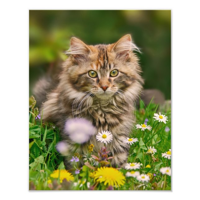 Cute Maine Coon Kitten Cat in a Flowery Meadow - Fototryck (Framsidan)
