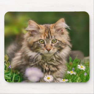 Cute Maine Coon Kitten Cat in Flower Meadow Supply Musmatta