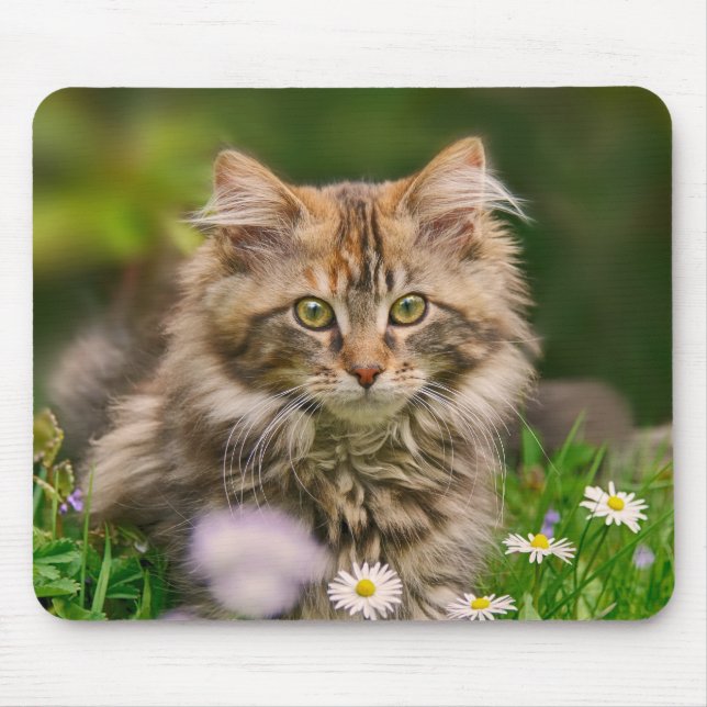 Cute Maine Coon Kitten Cat in Flower Meadow Supply Musmatta (Framsidan)