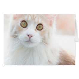 Cute Maine Coon kitten Hälsningskort