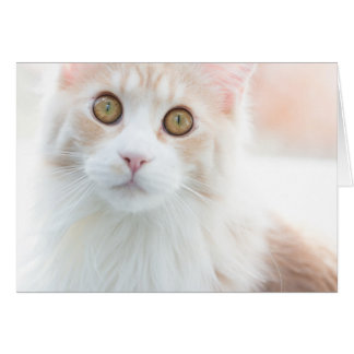Cute Maine Coon kitten Hälsningskort