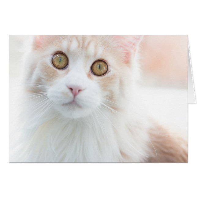 Cute Maine Coon kitten Hälsningskort (Framsidan Horizontal)