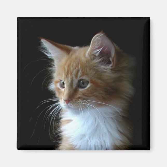 Cute Maine Coon Kitten magnet (Framsidan)