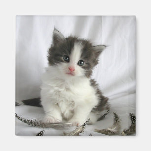 Cute Maine Coon Kitten Squmagnet Magnet