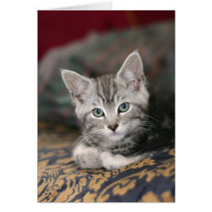 Cute Maine Coon Silver Tabby Kitten, Katt Hälsningskort