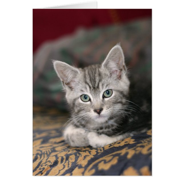 Cute Maine Coon Silver Tabby Kitten, Katt Hälsningskort (Framsidan)