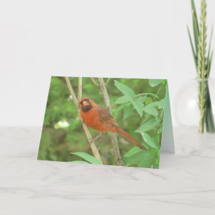 Cute Male-kardinal på Gren... Kort