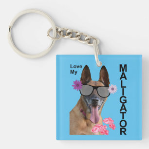 Cute Malinois
