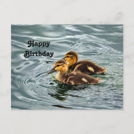 Cute Mallard Ducklings Photo Birthday Vykort