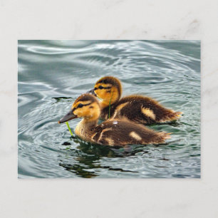 Cute Mallard Ducklings Photo Vykort