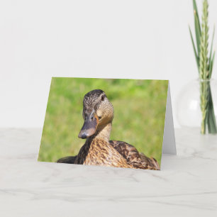 Cute Mallard-kort för hämtning av brunstkort Kort
