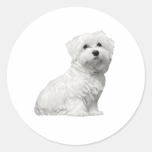 Cute Maltese Hund Sitta Puppy Runt Klistermärke