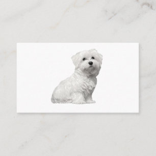 Cute Maltese Hund Sitta Puppy Visitkort