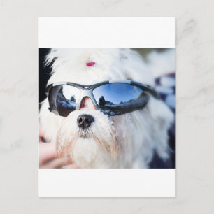 Cute Maltese Hund Vykort