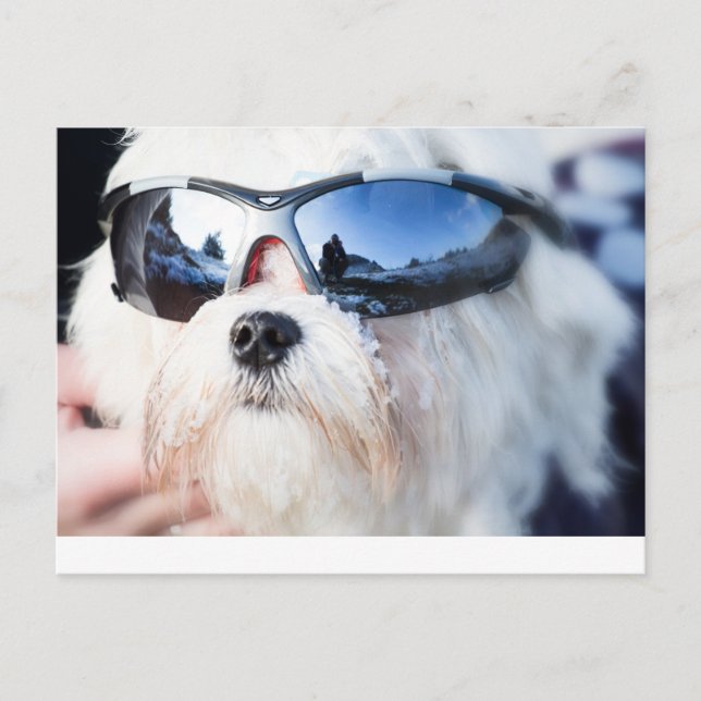 Cute Maltese Hund Vykort (Framsida)