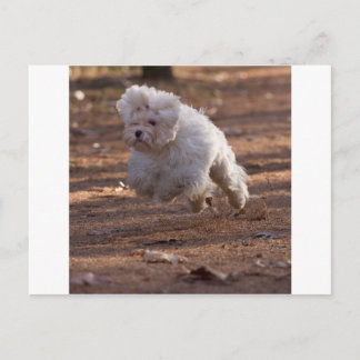 Cute Maltese Hund Vykort