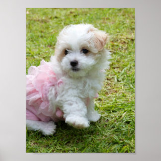 Cute Maltese Pudel Poster
