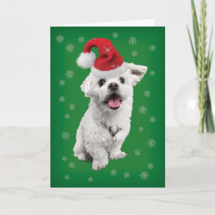 Cute Maltese Terrier med jultomten jul Helgkort