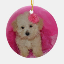 Cute Maltipoo Puppy