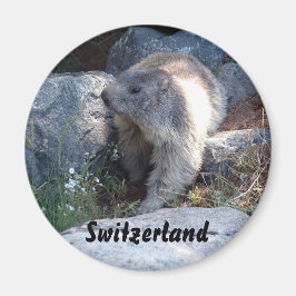 Cute marmot Schweiz Magnet