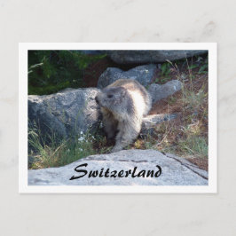 Cute marmot Schweiz - vykort