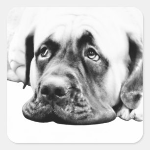 Cute Mastiff hund Fyrkantigt Klistermärke