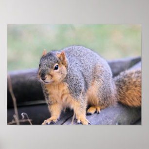 Cute-medarbetare Poster