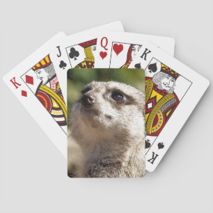 CUTE MEERKAT CASINOKORT