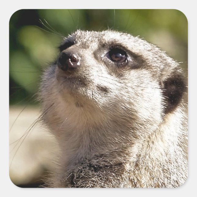 CUTE MEERKAT FYRKANTIGT KLISTERMÄRKE (Framsida)