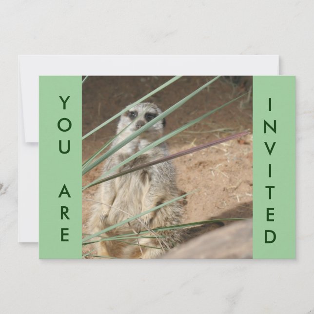 Cute Meerkat-inbjudan Inbjudningar (Framsida)