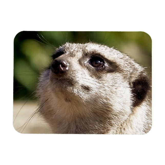CUTE MEERKAT MAGNET (Horisontell)