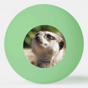 CUTE MEERKAT PINGISBOLL