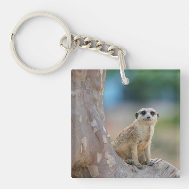 Cute Meerkat Sat på Träd (Framsidan)