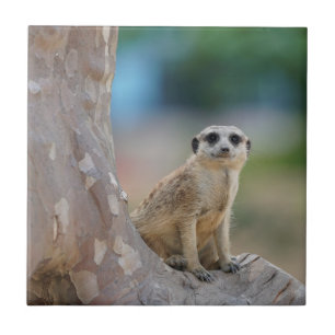 Cute Meerkat Sat på Träd Kakelplatta
