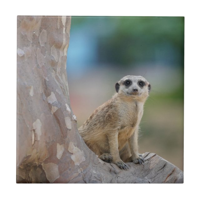 Cute Meerkat Sat på Träd Kakelplatta (Framsidan)
