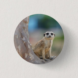 Cute Meerkat Sat på Träd Knapp