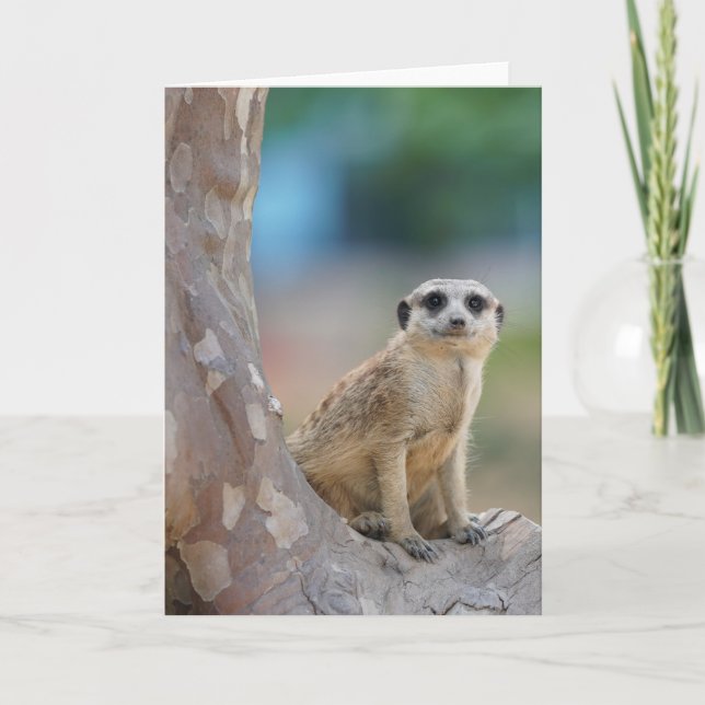 Cute Meerkat Sat på Träd Kort (Framsida)