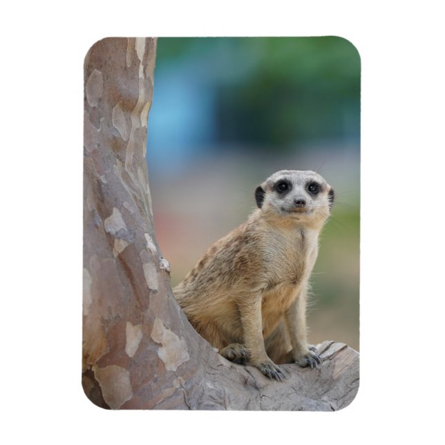 Cute Meerkat Sat på Träd Magnet (Vertikal)
