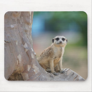 Cute Meerkat Sat på Träd Musmatta