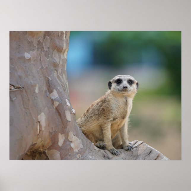 Cute Meerkat Sat på Träd Poster (Framsidan)