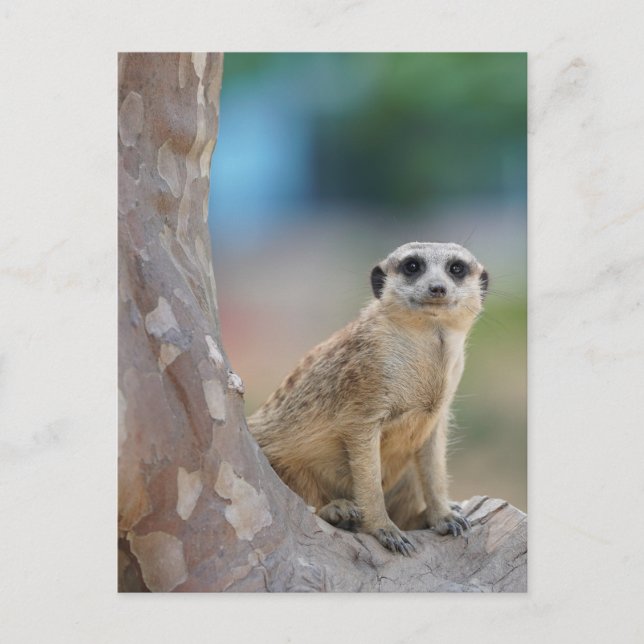 Cute Meerkat Sat på Träd Vykort (Framsida)